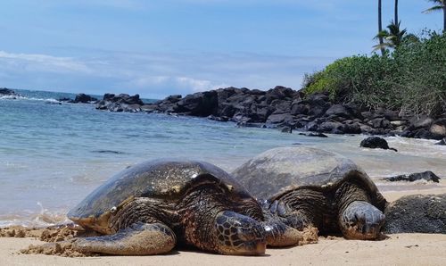 Sea turtles at beach against sky on sunny day