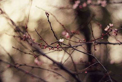 Close-up of flower tree