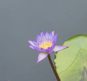 Close-up of purple flower