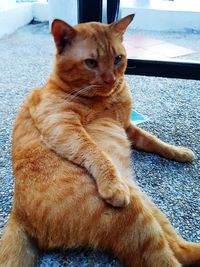 Close-up of a cat looking away