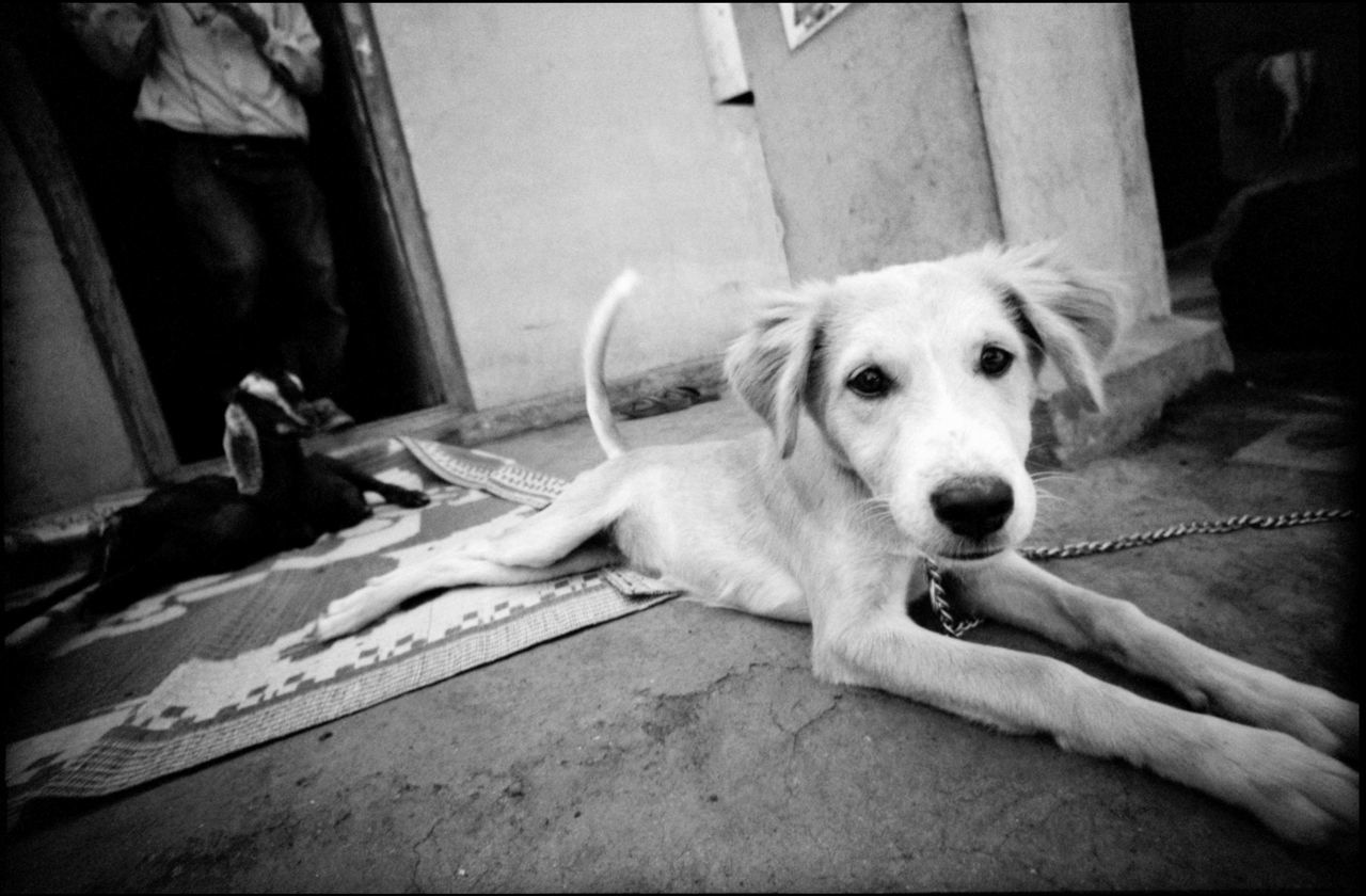 Life in a village in Maharashtra Analogue Photography Goat India Indian Bread Making Indian Gods Indian Hut Maharashtra Samsherpur Stove Travel Black And White Do More Documentary Dog Dog Life Dog Petting Grain Indian Bread Kitchen Simple Life Village Village Life