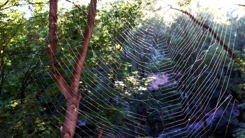 Close-up of spider web on tree