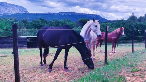 Horses standing in field against sky