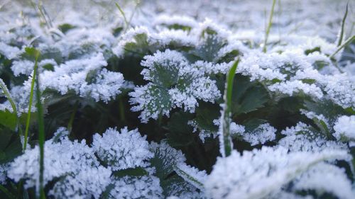 Close-up of snow on plants