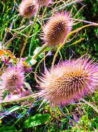 Close-up of thistle flowers