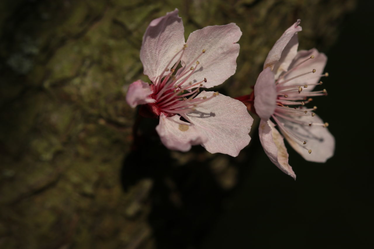 CLOSE-UP OF CHERRY BLOSSOM