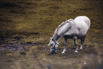 Horse standing in a field