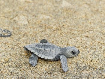 Close-up of crab on sand