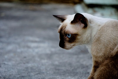 Close-up of siamese cat looking away