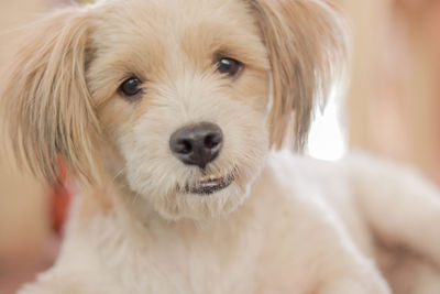 Close-up portrait of puppy