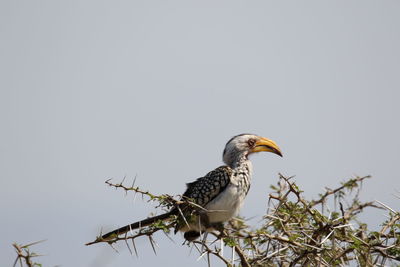 Low angle view of bird perching on tree against clear sky