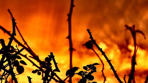 Close-up of silhouette plants against orange sky