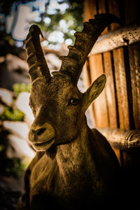 Close-up of deer