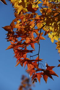 Low angle view of autumnal leaves against clear sky