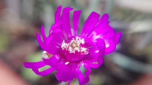 Close-up of pink flower