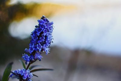 Close-up of purple flowering plant