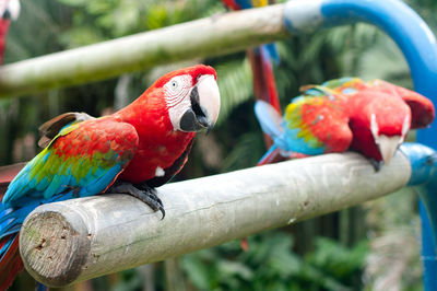 Scarlet macaws perching on wood