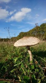 Close-up of mushroom on field against sky