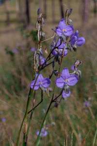 Close-up of purple flowering plant on field