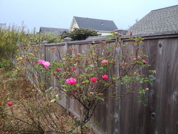 Pink flowers growing on plant against sky