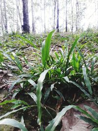 Close-up of plant growing on field