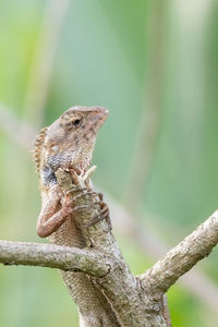 Close-up of lizard on tree