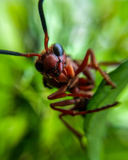 Close-up of insect on plant