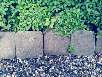 High angle view of stones and little snail