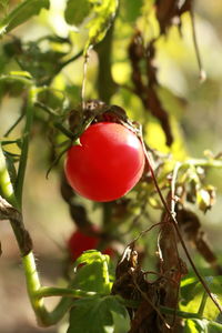 Close-up of strawberry growing on plant