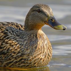 Close-up of a duck