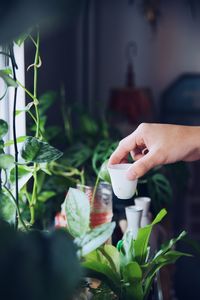 Midsection of person holding potted plant