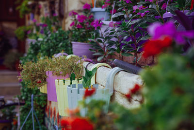 Close-up of flowers blooming outdoors