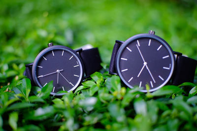 Close-up of wristwatch on plants