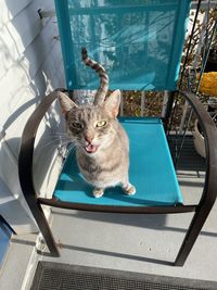 Cat sitting on chair