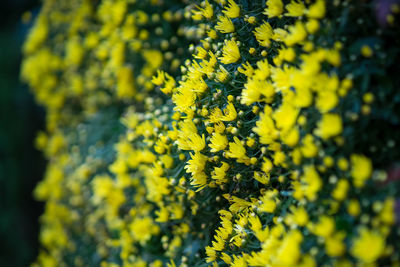 Close-up of yellow flowering plant on field