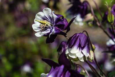 Close-up of purple crocus blooming outdoors