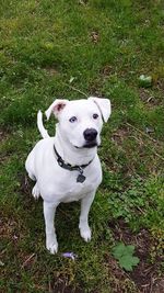 Portrait of dog sitting on field