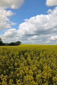 Scenic view of oilseed rape field against sky