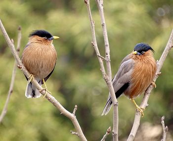 Close-up of birds perching on branch