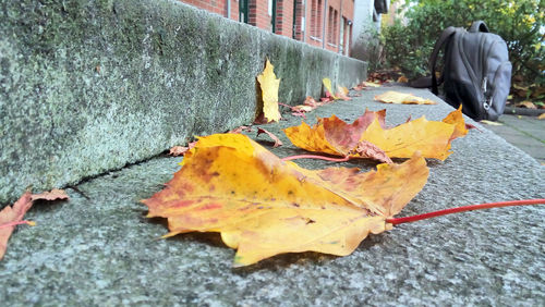 Close-up of yellow maple leaves fallen on sidewalk