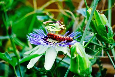 Close-up of insect on flower