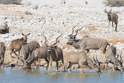 Greater kudus on shore against clear sky