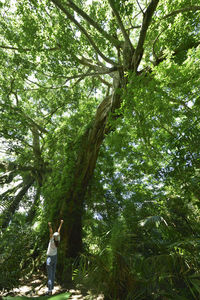 tree