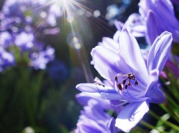 Close-up of bee on flower