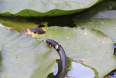 Close-up of grass snake on lily pad in lake