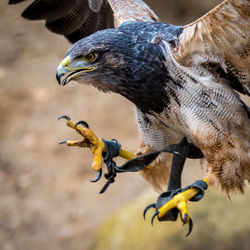 Close-up of falcon flying in mid-air