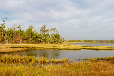 Scenic view of marsh  against sky croatan national forest outer banks north carolina 