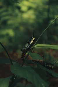 Close-up of insect on leaf