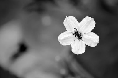 Close-up of insect on flower