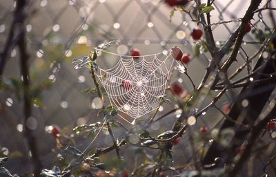 Close-up of spider web on tree